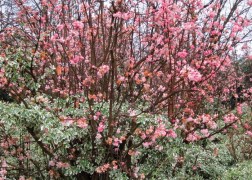Viburnum bodnantense dawn / Kikeleti bangita